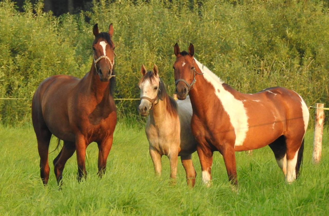 Losinek Stare Dolistowo Esterno foto