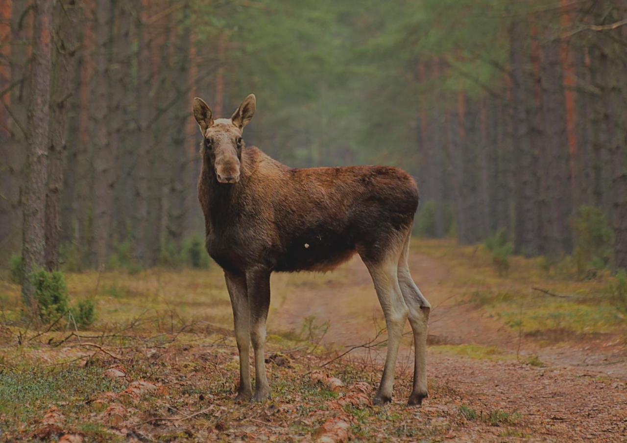 Losinek Stare Dolistowo Esterno foto